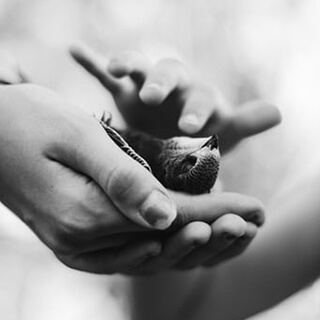 A soul midwife offers compassionate friendship to the dying to assist them to experience a dignified and peaceful end of life transition